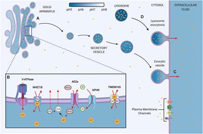 Frontiers | The Golgi as a “Proton Sink” in Cancer